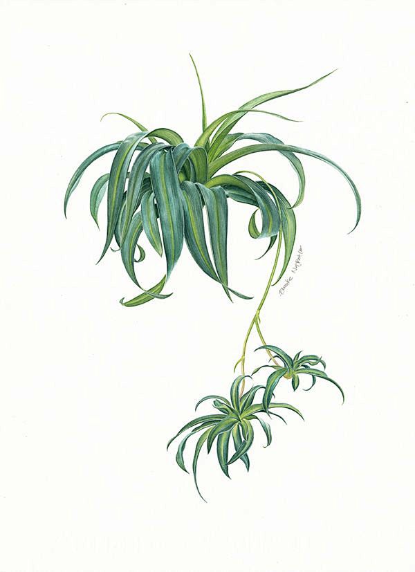 一组水彩画植物插图治愈系