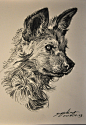 非洲三色犬-狮鸢SONNY__涂鸦王国插画
