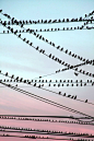 Birds On The Wire by Faith Alexandra