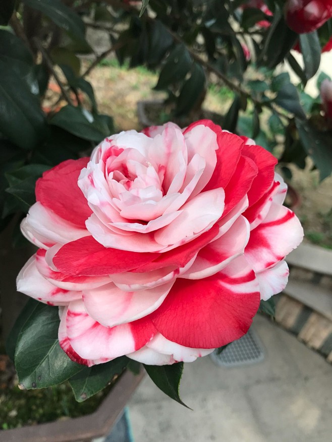 茶花品种复色迪克