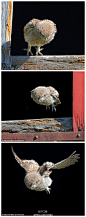 #萌物出没# Tiny owl makes its first successful flight from the top of a barn door. 又一有爱的摄影师捕捉到了小猫头鹰第一次飞行的画面，为了拍下可爱的小东西历史性的一飞，他苦等了17个小时 对于拥有傲娇眼神的猫头鹰和苦苦等候的忠犬摄影师，主页君只想说一句话：在一起