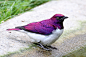 Amethyst-Glanzstar - Cinnyricinclus leucogaster - Violet-backed Starling by StefanKoeder on Flickr.
look at this shiny mofo. it should be illegal to be that fancy.