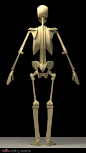Generalization of bone , Tai ji : The generalization of the human body skeleton