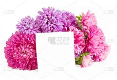 白色,花束,空白的,贺卡,留白,野外动物,夏天,生日,花头,情人节