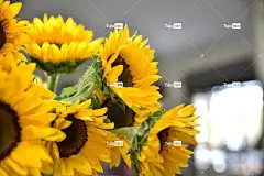 太阳 向日葵 花卉背景 花 花壁纸 美丽的花朵 黄色 自然