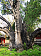 少林寺有4500年历史的柏树。唐代名树。2018年10月18日，河南省郑州市登封市。