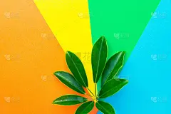 谢马拉伞树植物叶片上的彩色风车背景。室内植物室内植物室内装饰城市丛林园林概念。花店创意植物海报