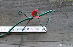 红翼青龙竹节虫（Achrioptera Fallax），原产地马达加斯加，非常漂亮的品种，中文名也非常霸气，有种游戏王卡牌怪兽的感觉 ​​​​