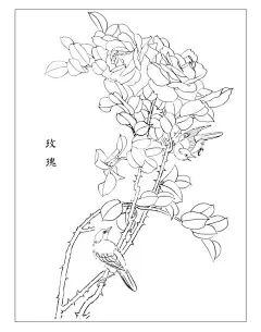 【图片】回复：【素材】白描线稿~花鸟及其他～【橡皮章吧】_百度贴吧