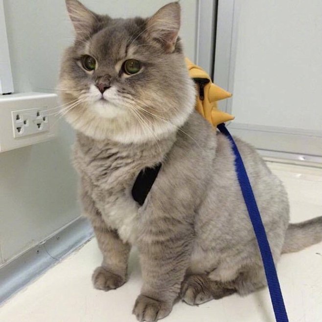 推上网友inihelene家的大胖猫，出...
