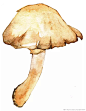 蘑菇