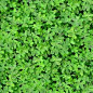 Ground Cover Seamless Texture Tile Stock Photo, Picture And Royalty Free  Image. Image 14063333.