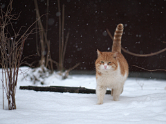 我心中不灭的光采集到猫