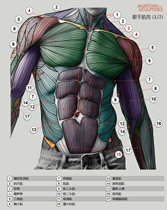 熊涛涛采集到肌肉