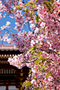 Cherry blossom in Japan