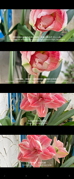 wsyeve源采集到Lovely plants