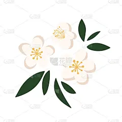 手绘茶树。