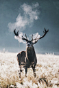 "A Stag's breath ~ clearly seen ~ when the weather is cold and mean!"