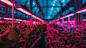 indoor-hydroponic-farm-stockcake.jpg (1456×816)