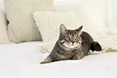 点击来源直接获取大图文件 |Cute funny cat on bed at home