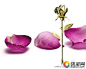 [伯爵玫瑰日与您分享幸福时刻 - www.zhubao.com] “伊夫‧伯爵玫瑰”的甜美由来玫瑰以芬芳述说着一种放之全球皆准的语言，其所蕴含的意喻能轻易地探入每一扇家门、甚至跨越国界。以玫瑰之名，使心为之跃动、植物学家为其神迷、设计师的想象亦为之纵情绽放……伯爵家族钦定玫瑰为品牌的象征标记，并以诉说玫瑰的故事为其最甜美的使命。玫瑰，向来就是伊夫‧伯爵（Yves Piaget）先生的生命及家族事业的核心符号。如同真实的缪斯一般，每一朵娇贵的盛开，启发着品牌层出不穷的创作。诚如......