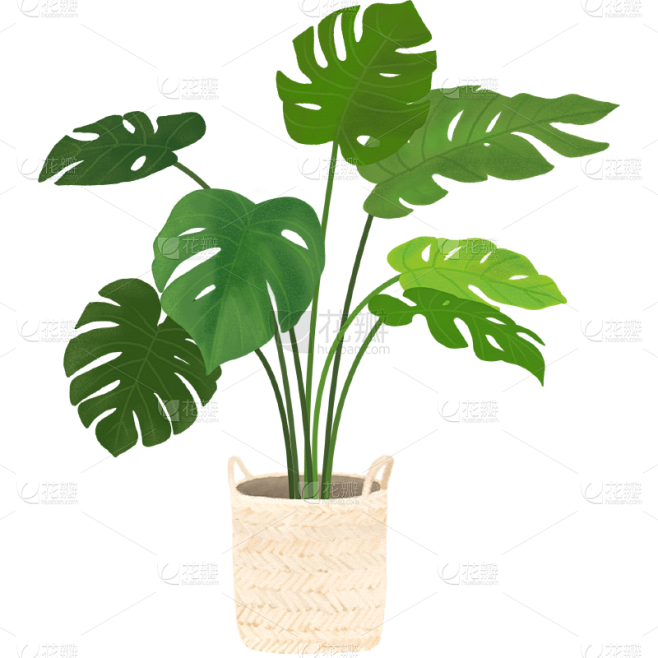 植物插画-龟背竹