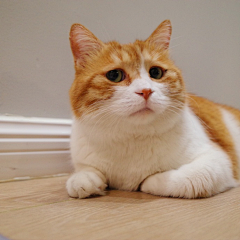 花椰采集到云养猫