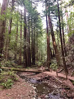 森林