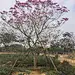 紫花风铃木1