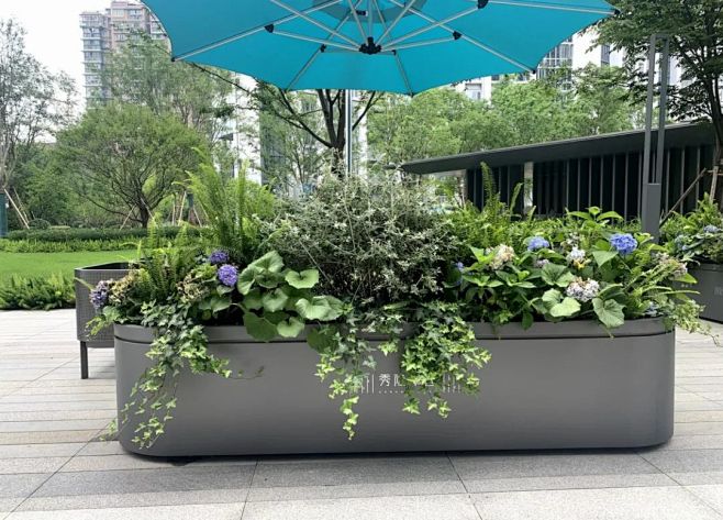 2.观叶类植物花箱
①以观叶植物为主，可...