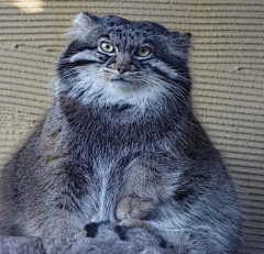 睡不醒猫采集到动物