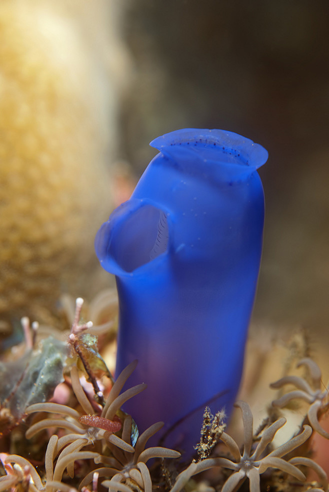 Solitary ascidian (R...