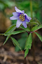 Anemone nemorosa cultivar 栎木银莲花 蓝紫色变种