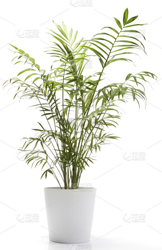 植物,白色,棕榈树,白色背景,锅,垂直画...