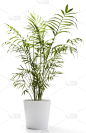 植物,白色,棕榈树,白色背景,锅,垂直画幅,绿色,无人,全身像,清新