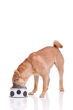 点击来源直接获取大图文件 |Sharpei dog having a meal isolated on white
