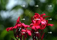 花 素馨花 姜黄色百合花 植物群 美丽的花朵 盛开 花壁纸 开花