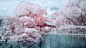 Infrared Photography of Dazaifu.