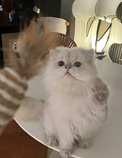 李砚采集到小猫咪