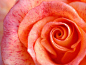 浪漫的法国玫瑰