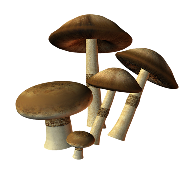 蘑菇素材
