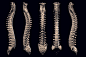 Human skeleton, Roman Adamanov : Zbrush, 3dsmax, Vray