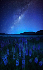 午夜蓝 - 羽扇豆和星，特卡波湖，新西兰 #摄影# #美景# #花#