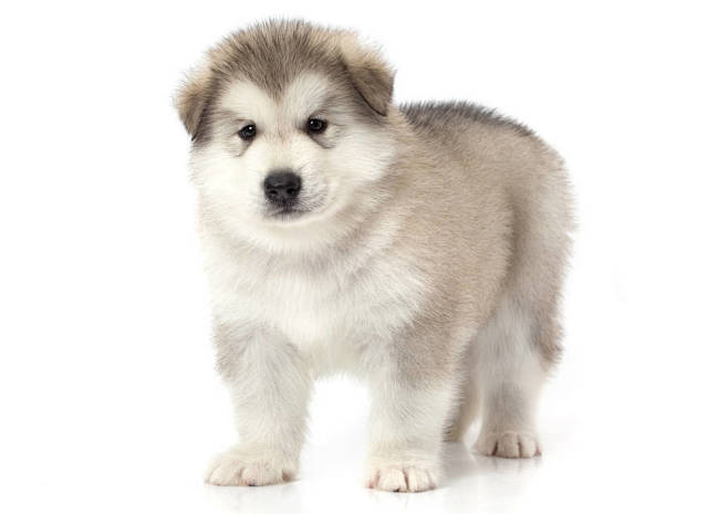 狗