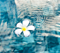 542556_漂浮在水面的花朵海洛创意