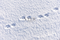 家猫在冬日雪地上留下的足迹照片摄影图片