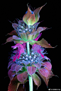 眼前的奇妙花朵可不是来自奇幻世界或虚拟艺术，其实这是用真实花朵拍摄的一组作品，这源于一种独特的摄影类型，简称UVIVF，大意是“紫外线引起的可见荧光 ”，即通过高强度的紫外灯带出植物中的发光荧光。这组作品来自28岁的摄影师 Craig Burrows