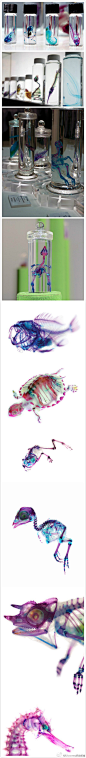 这系列标本出自日本艺术家Tomita之手。 Tomita收集来自宠物店、渔夫丢弃的动物尸体，去掉皮肉留下骨架，再用颜料给骨架上色，原本单调恐怖的骨架便成了五颜六色的标本。完成这样一个标本少则几周，多则需要一年的时间。（图片来自tumblr）