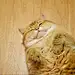 鱼子酱子酱