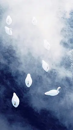 天鹅 卡通 可爱 平铺 简洁 手机壁纸 锁屏壁纸